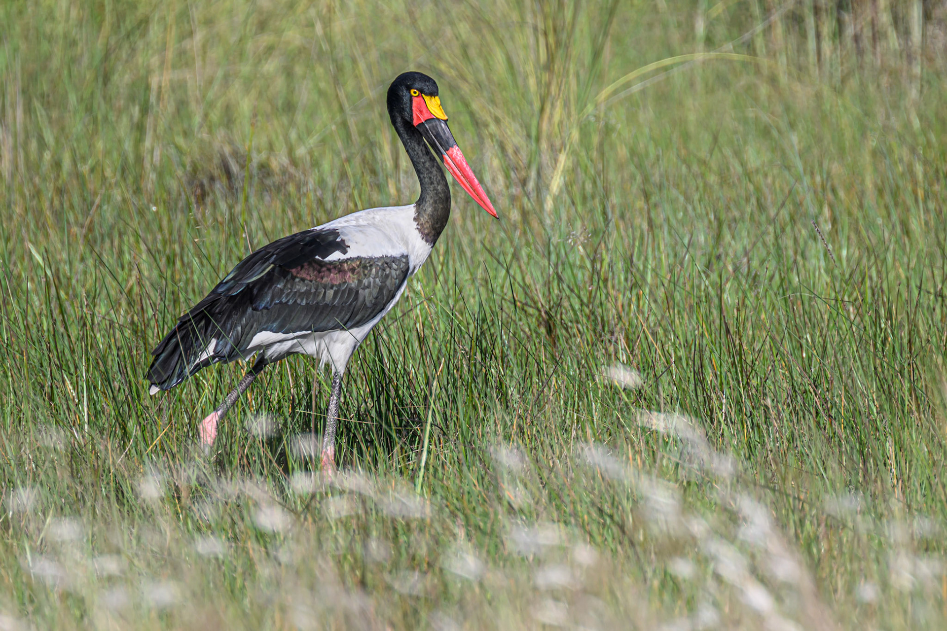 Saddle-billed Stork
