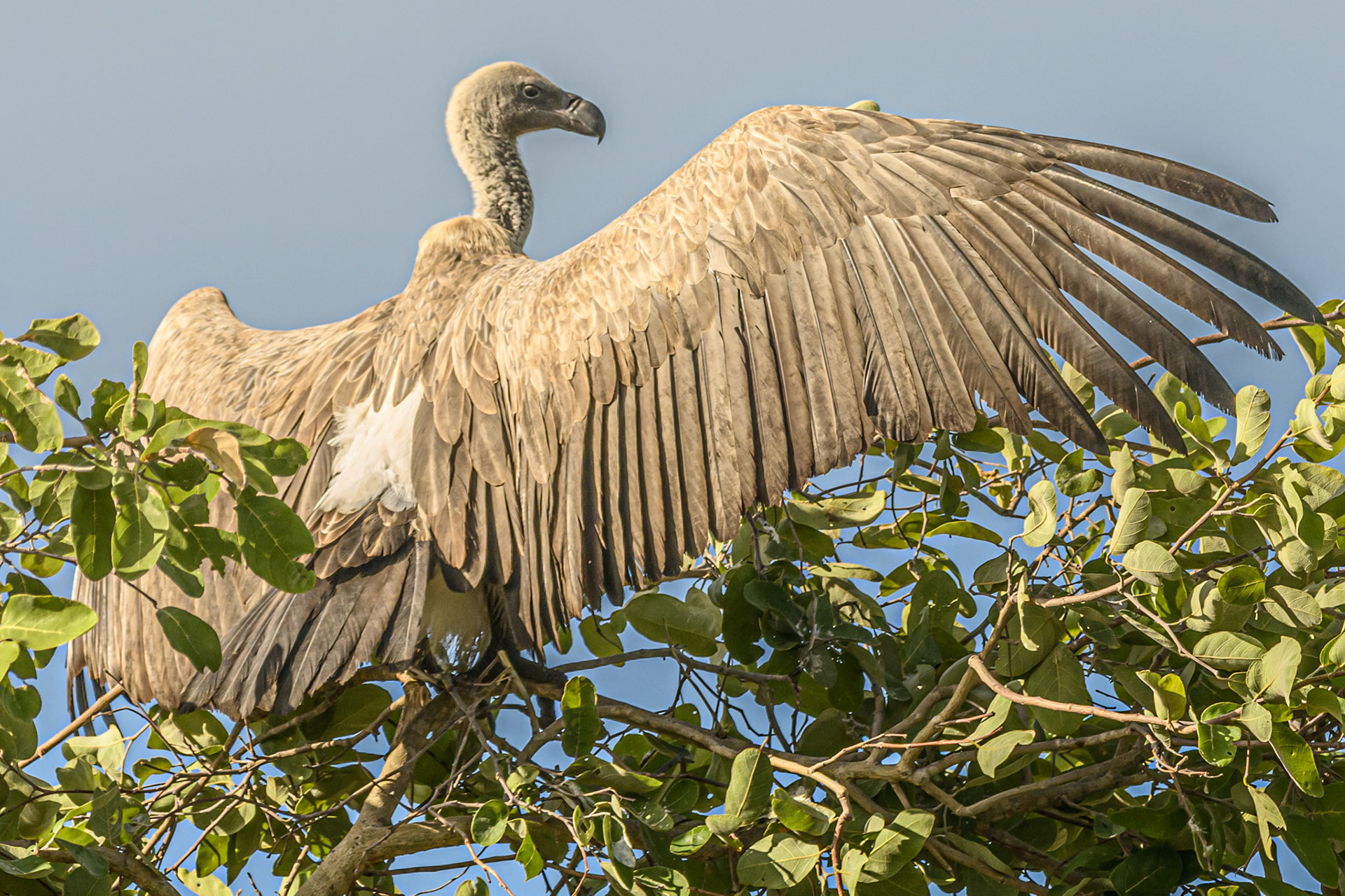 White-backed Vulture