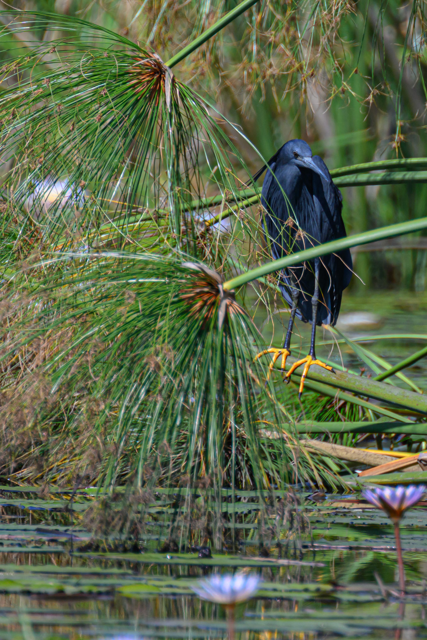 Black Heron