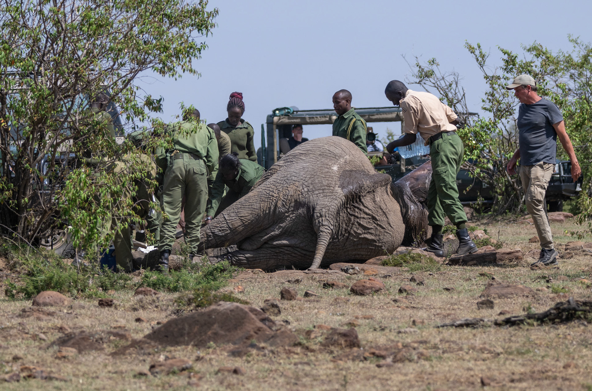 Vet wound treatment sequence