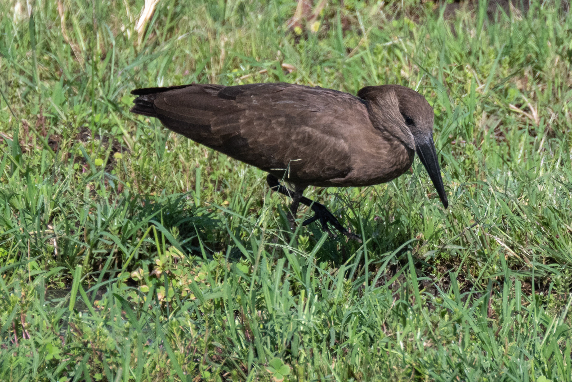 Hammerkop