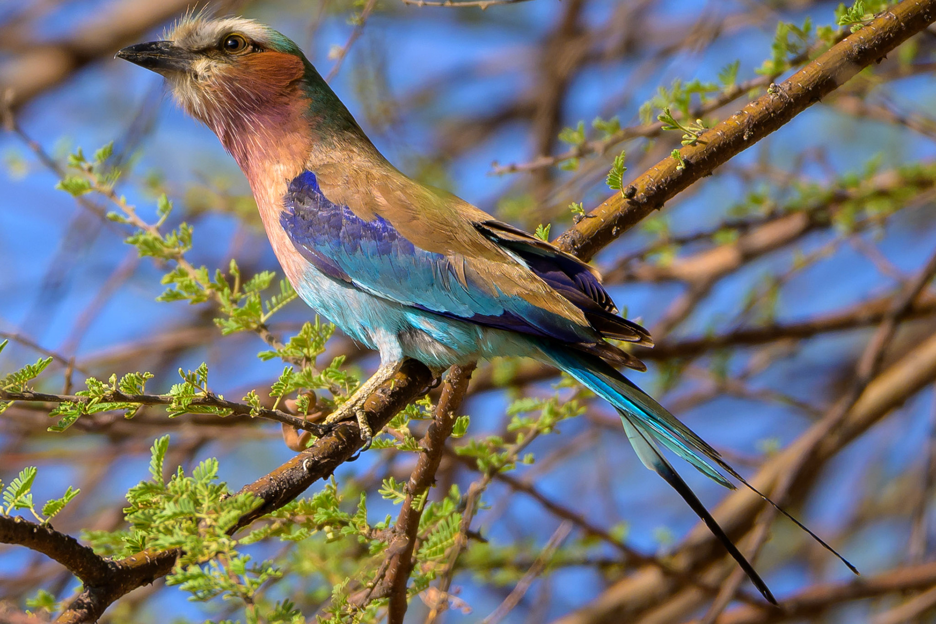 Lilac-Breasted Roller