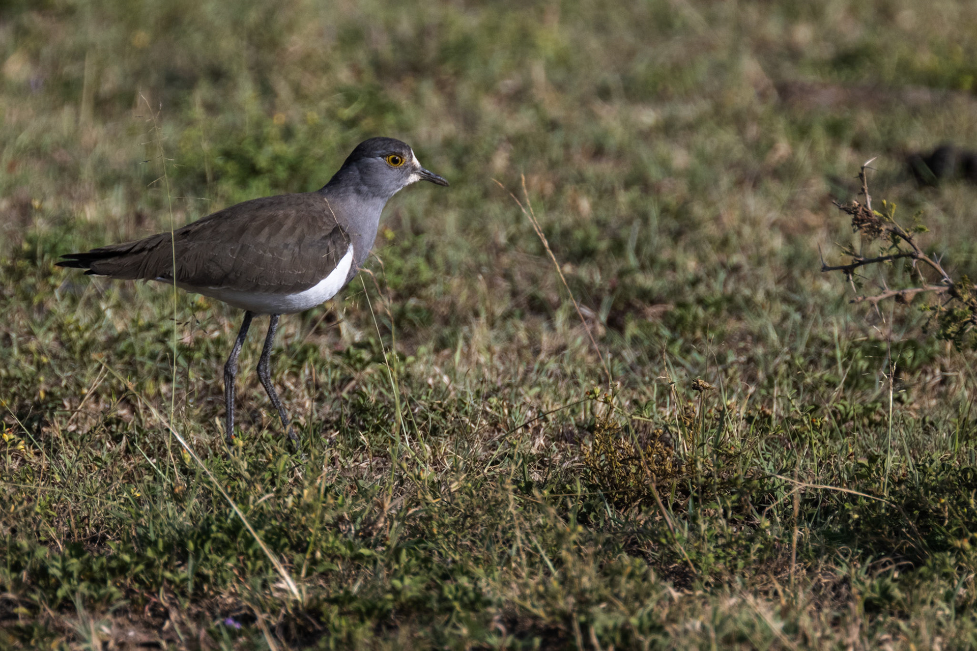 Black-Winged Plover