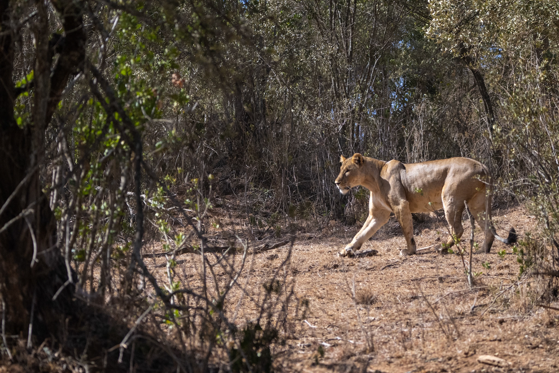 Lions, Buffalo, the hunt and kill