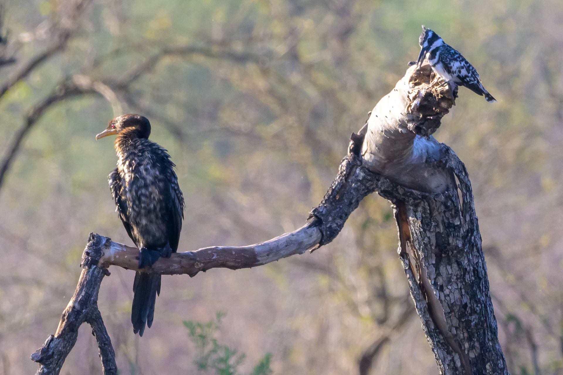 Reed Cormorant & Pied Kingfisher