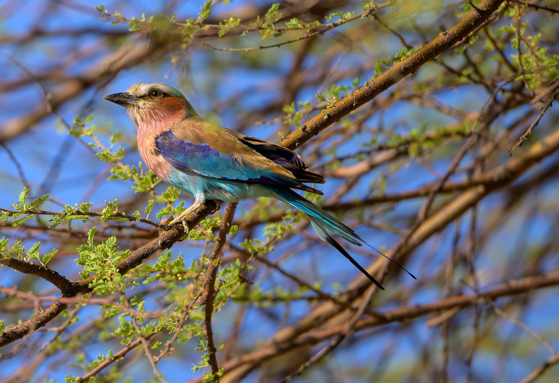 Lilac-breasted Roller