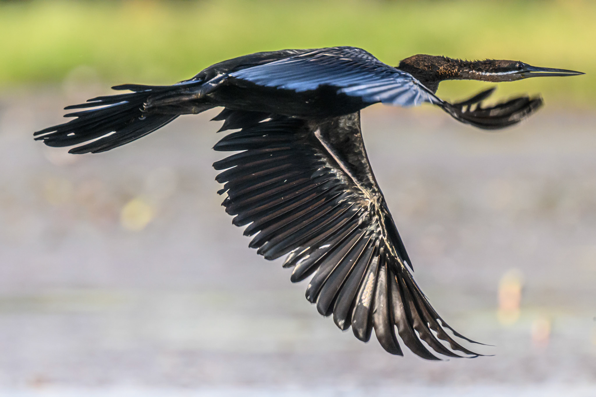 African Darter