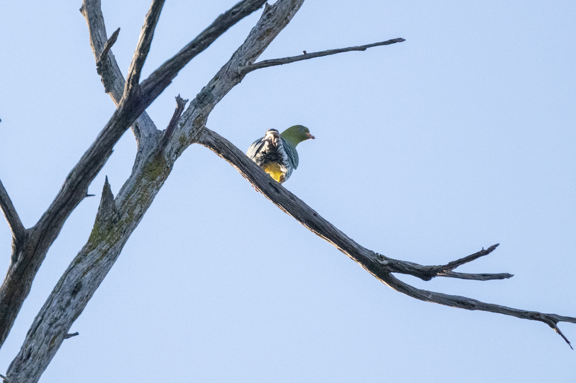 African Green Pigeon