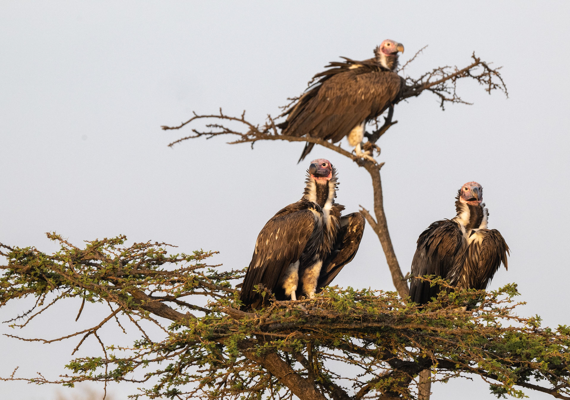 Lappet-faced Vulture