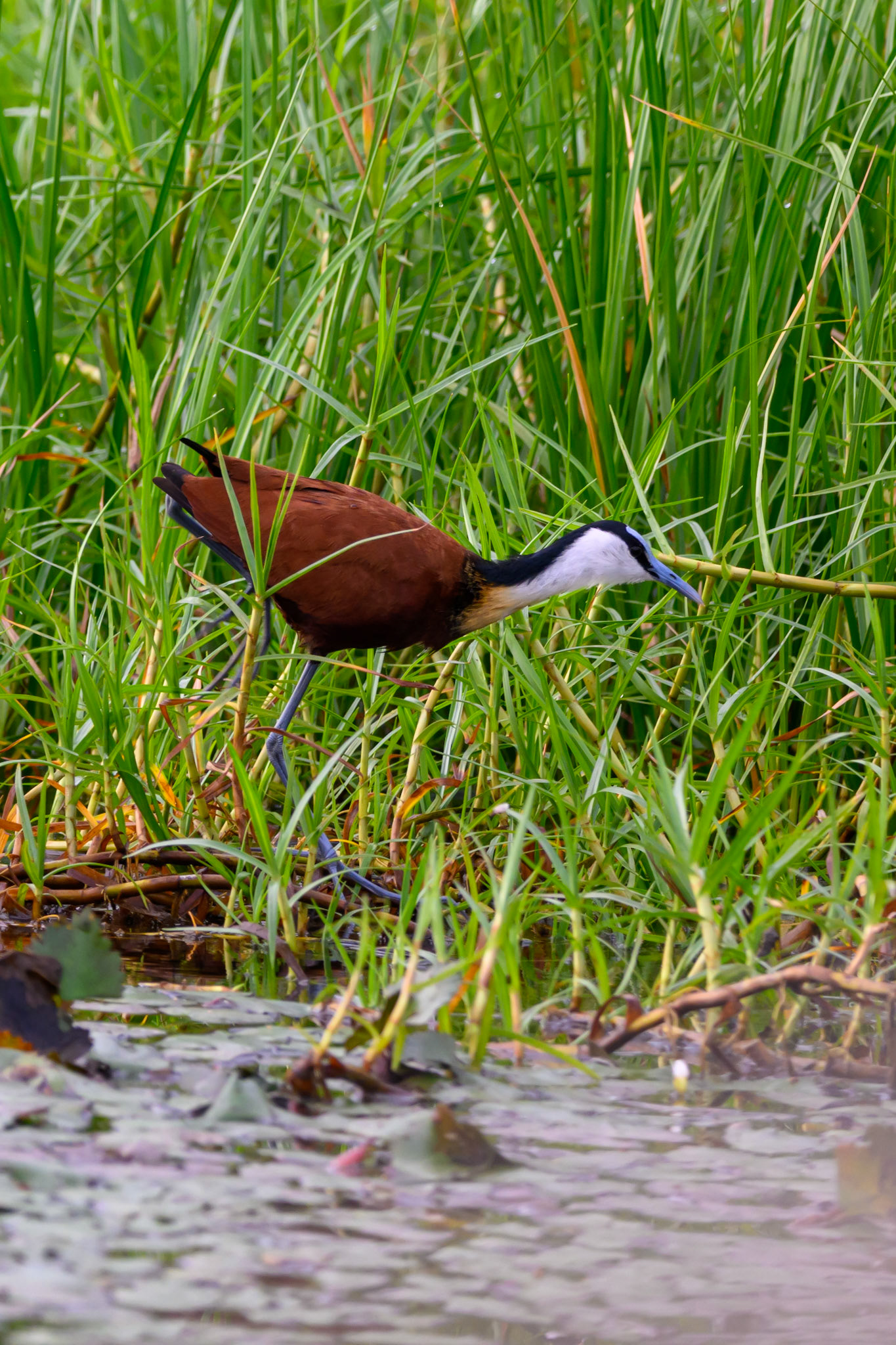 African Jacana