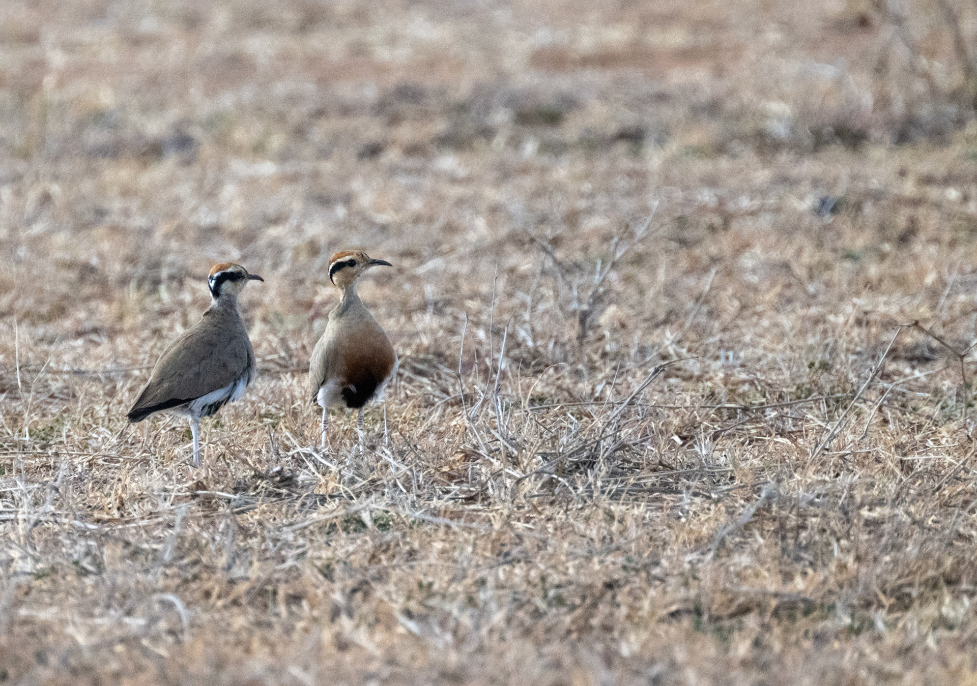 Temminck's Courser