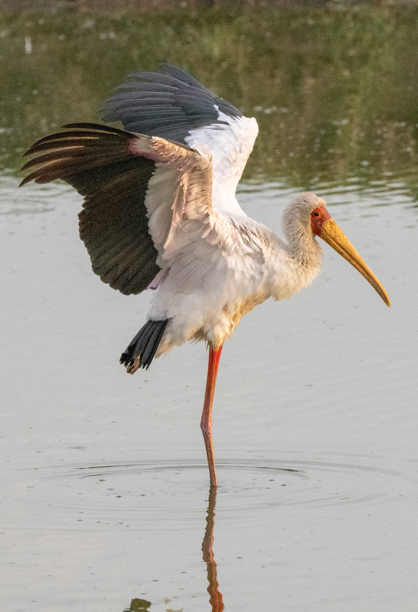 Yellow-billed Stork