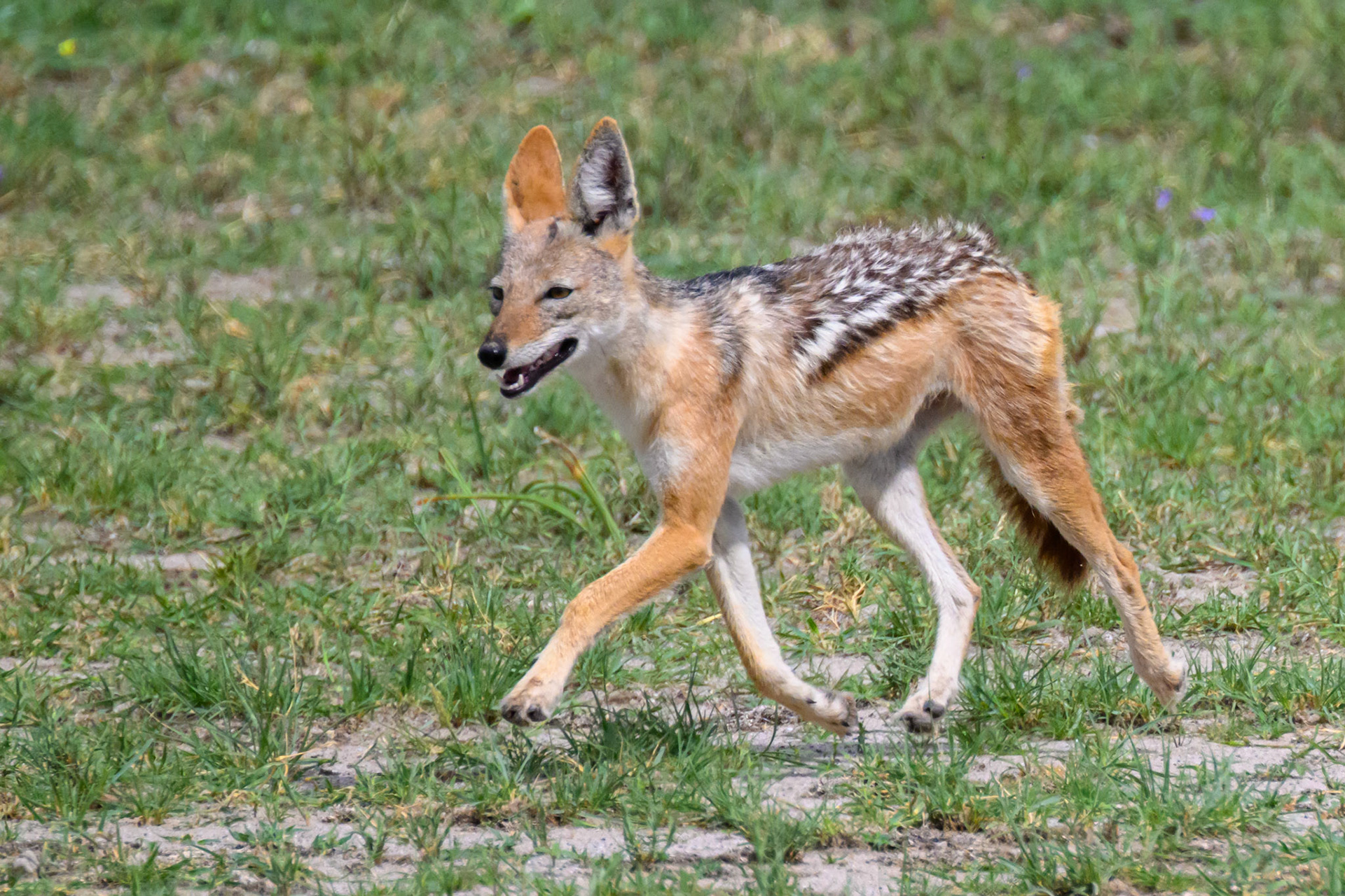 Black-backed Jackal