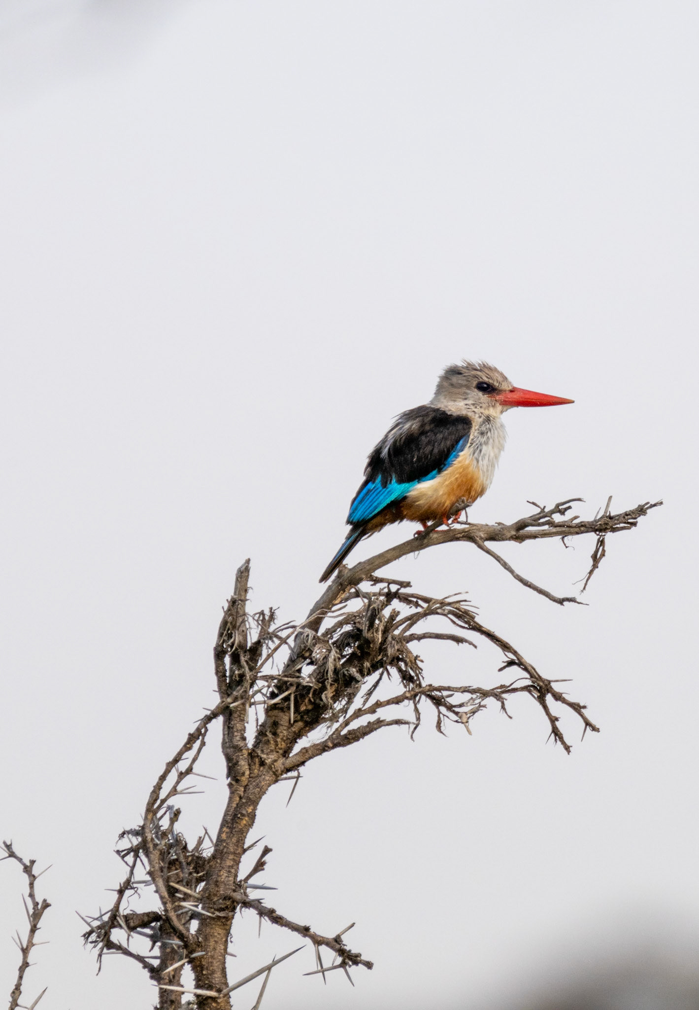Grey-headed Kingfisher