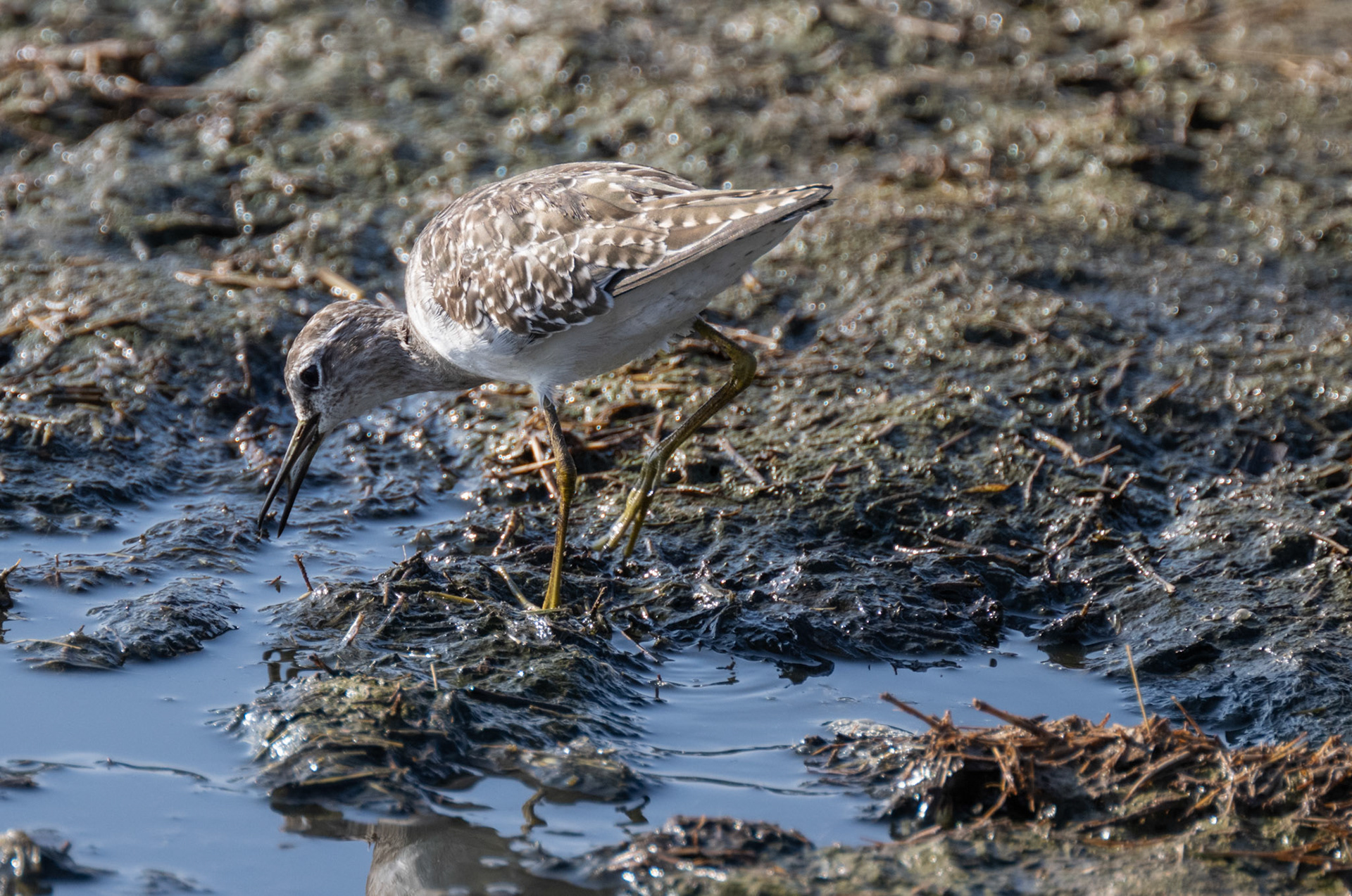 Marsh Sandpiper