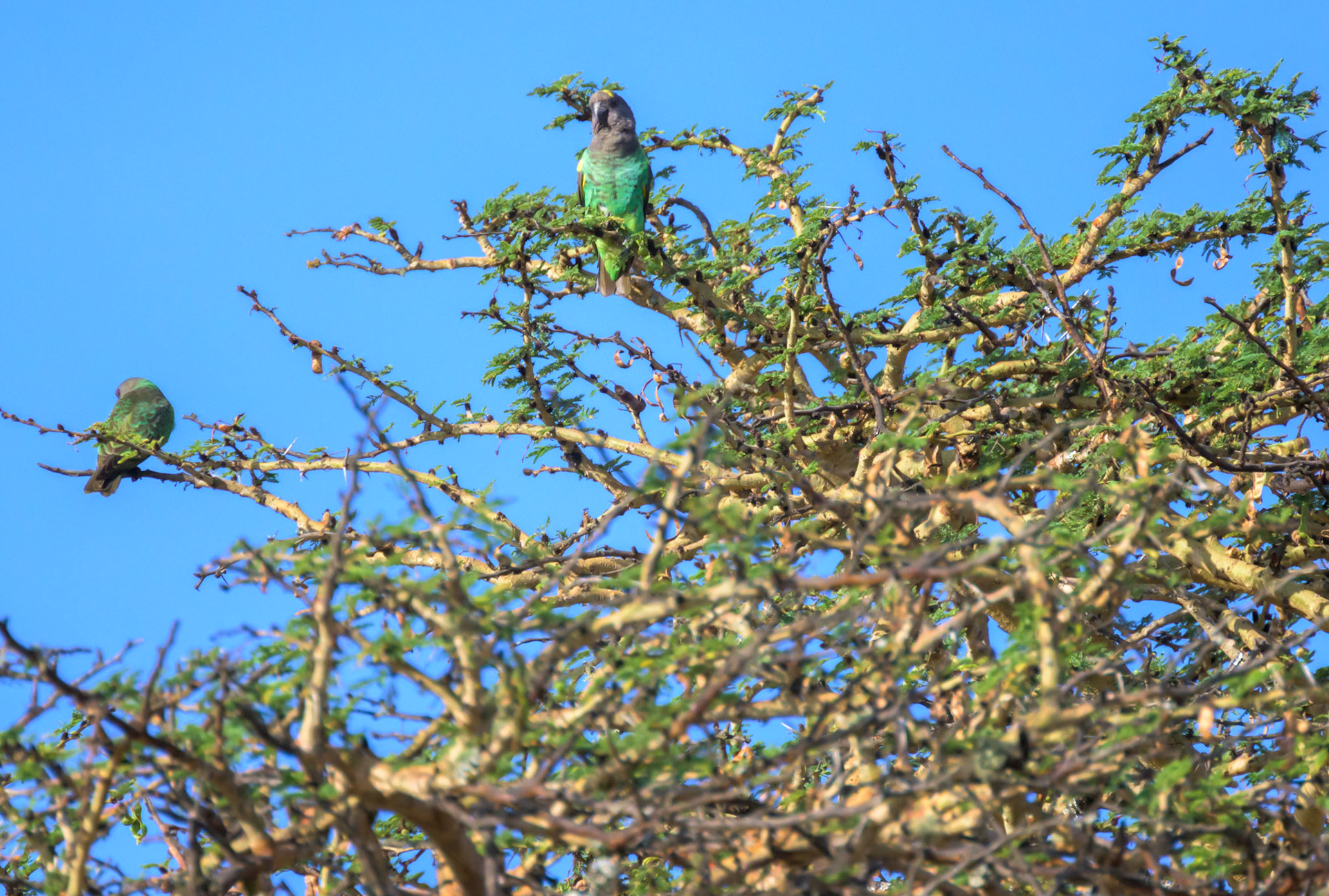 Brown-Headed Parrot