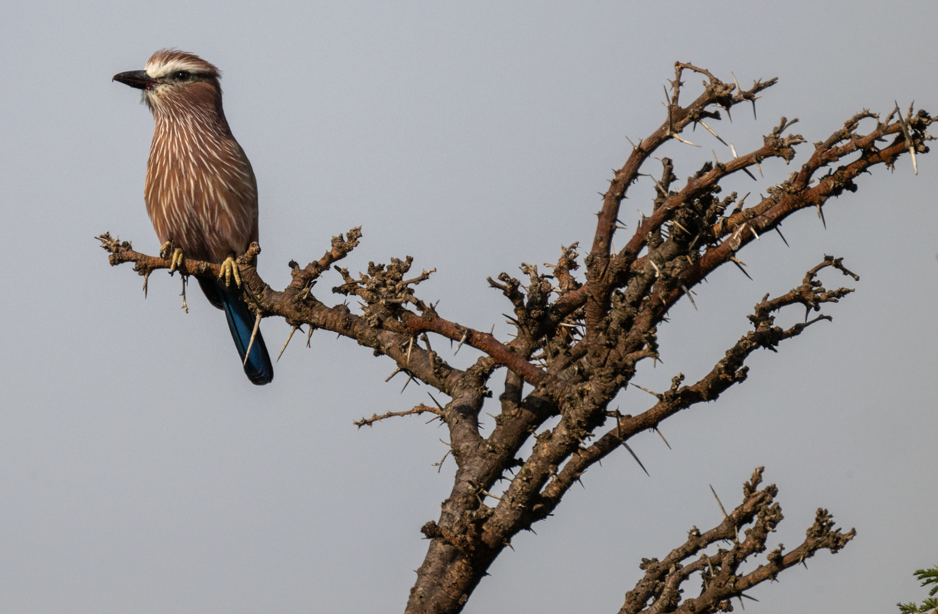 Rufous-crowned Roller