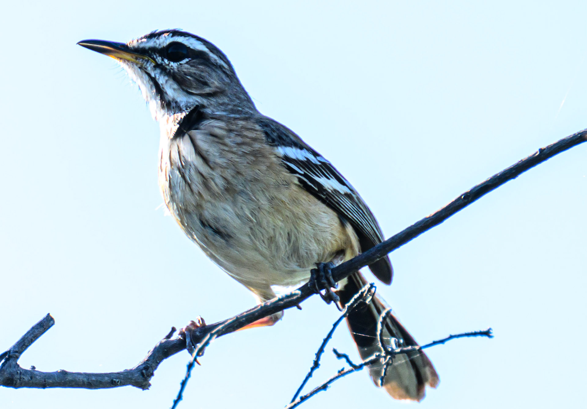 White-browed Scrub Robin