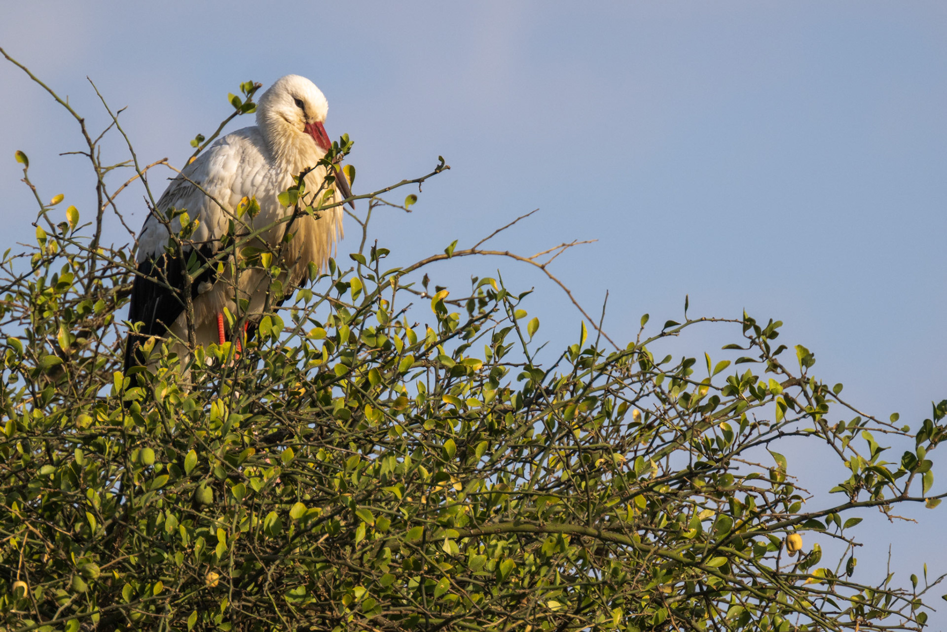 White Stork