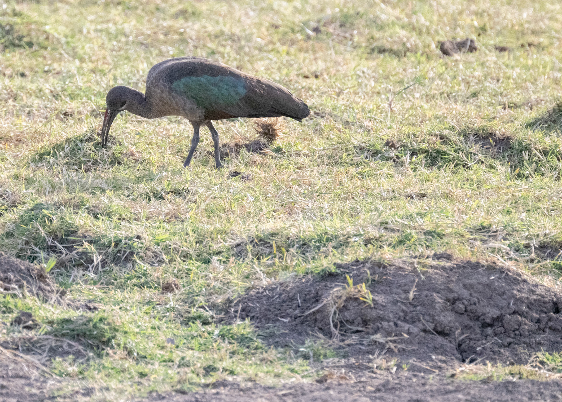 Hadada Ibis