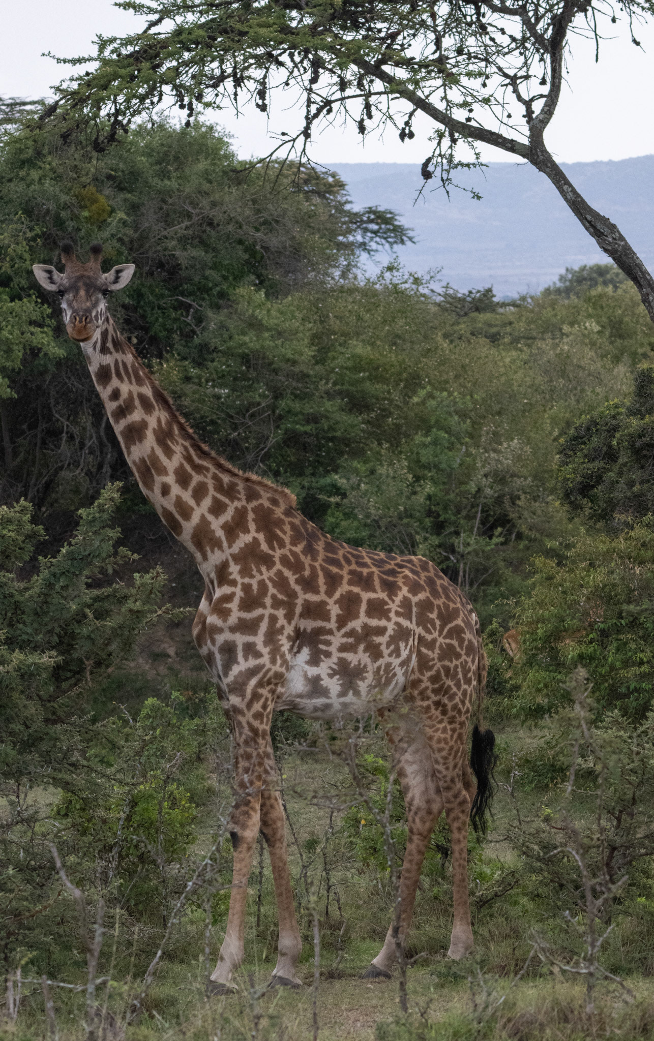 Maasai Giraffe