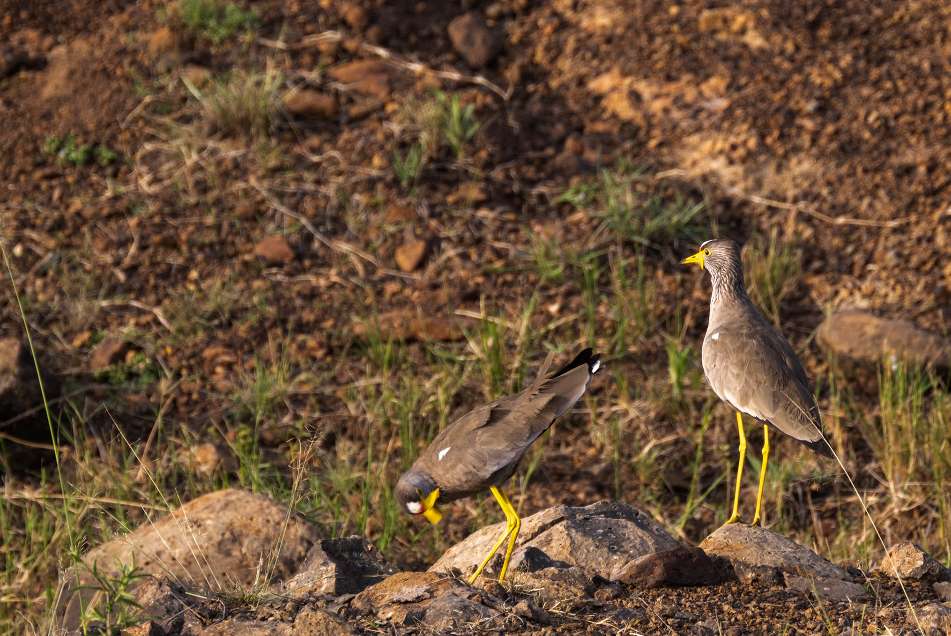 African Wattled Plover