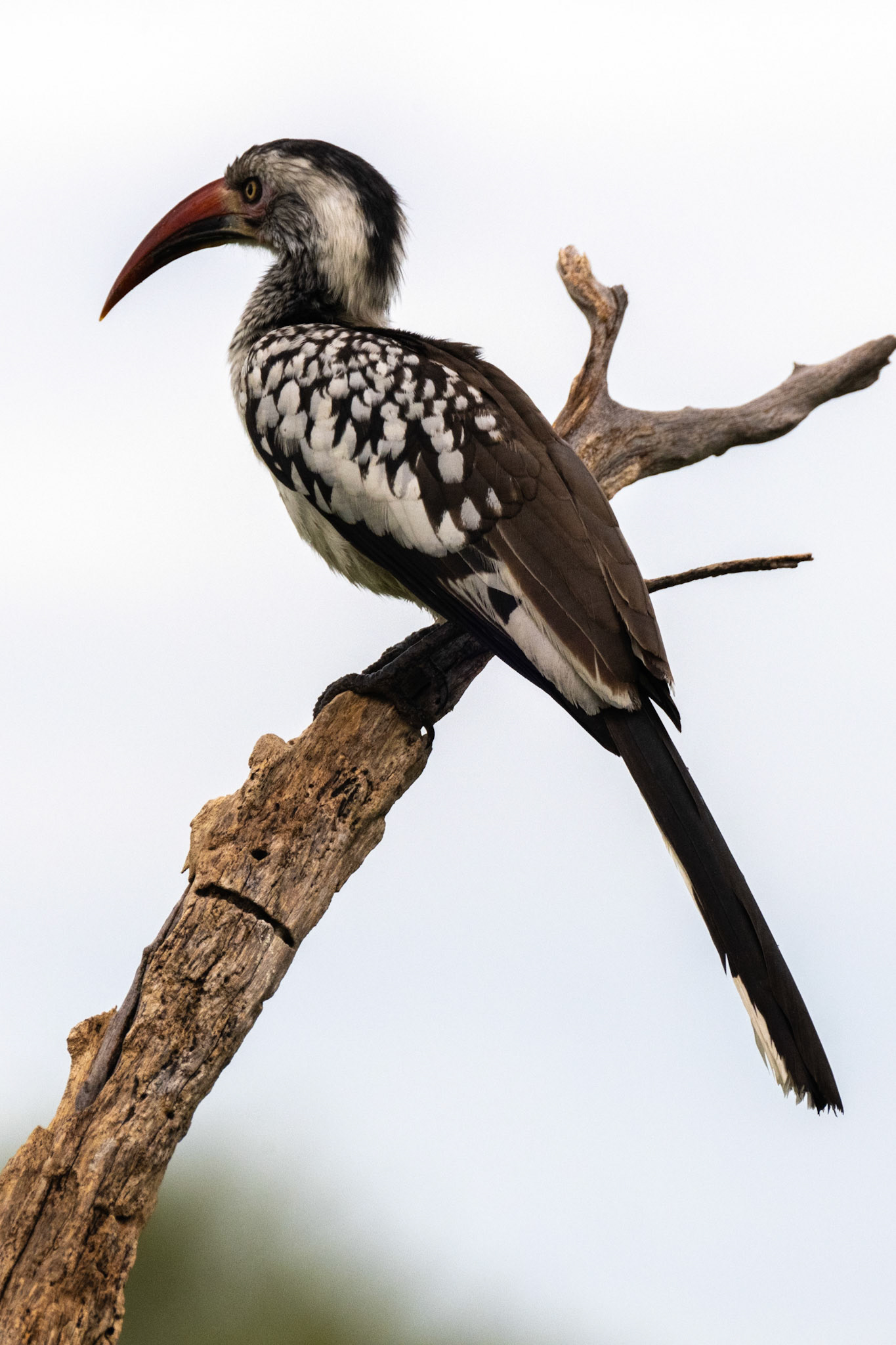 Southern Red-billed Hornbill