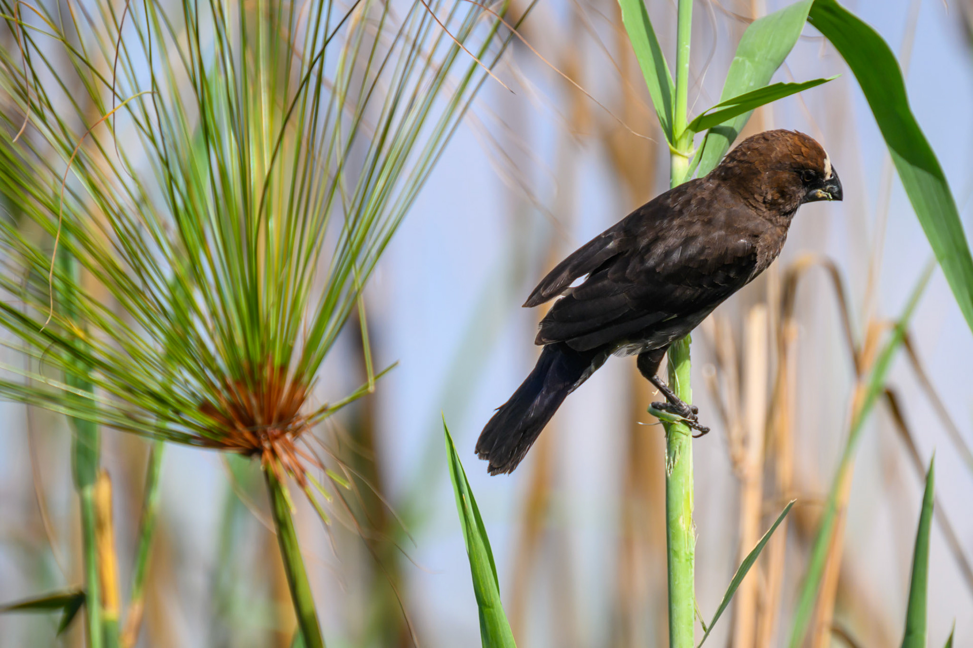Thick-Billed Weaver