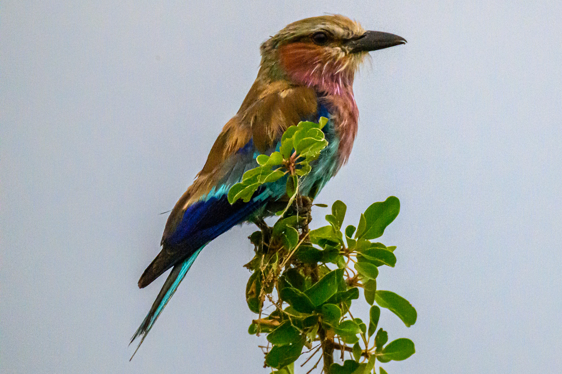 Lilac-breasted Roller