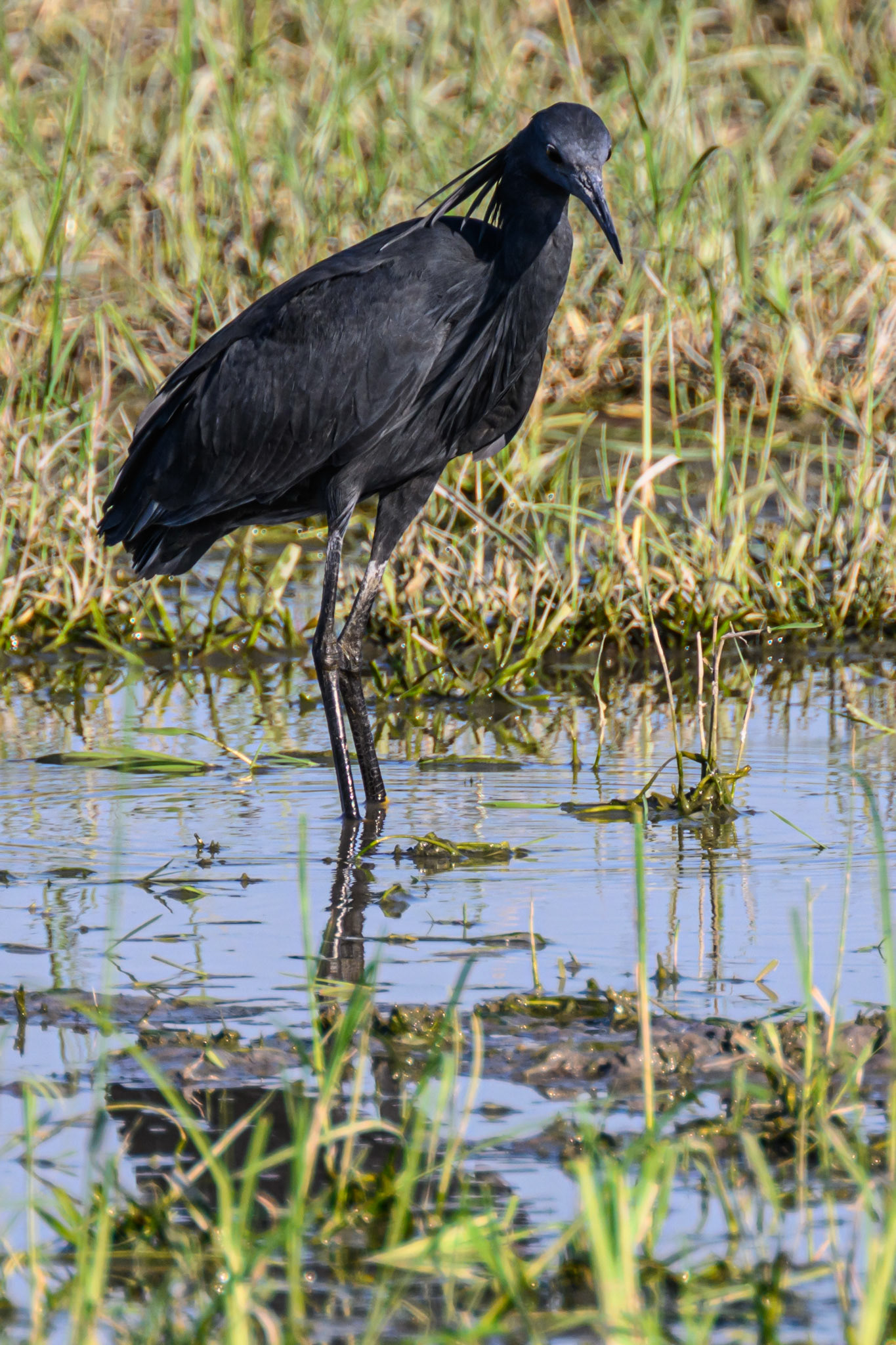 Black Heron
