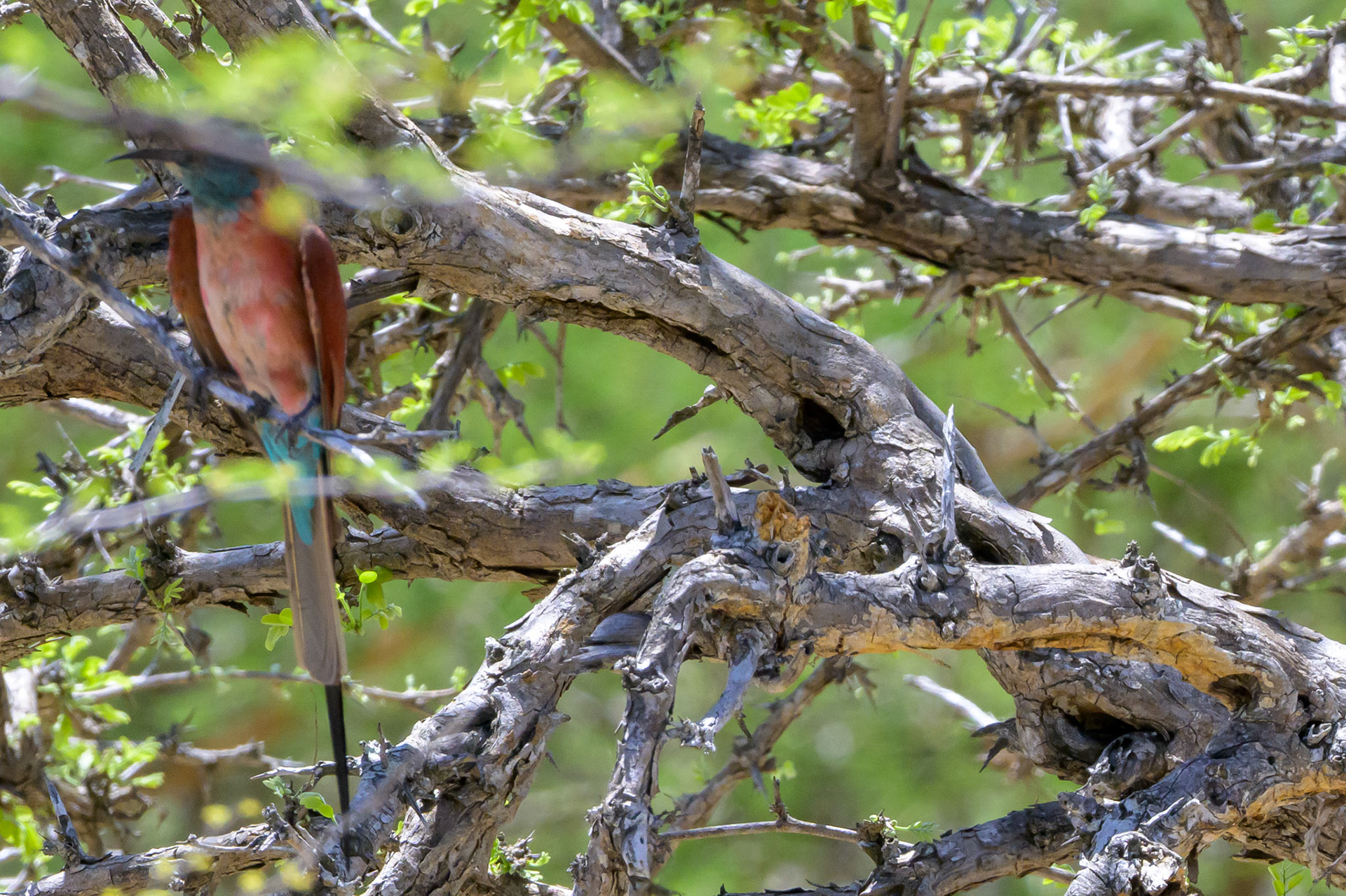 Southern Carmine Bee-eater