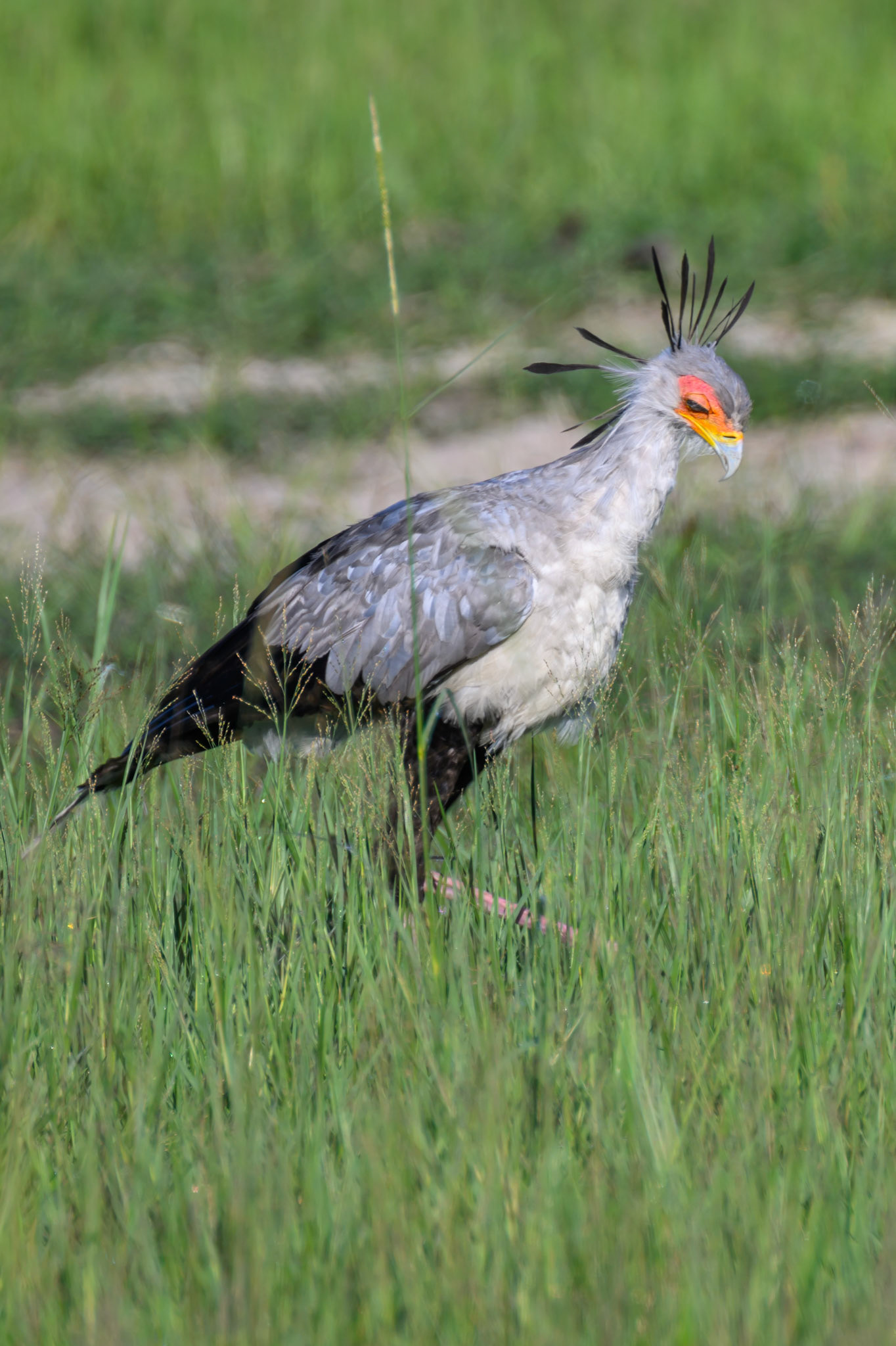 Secretary Bird