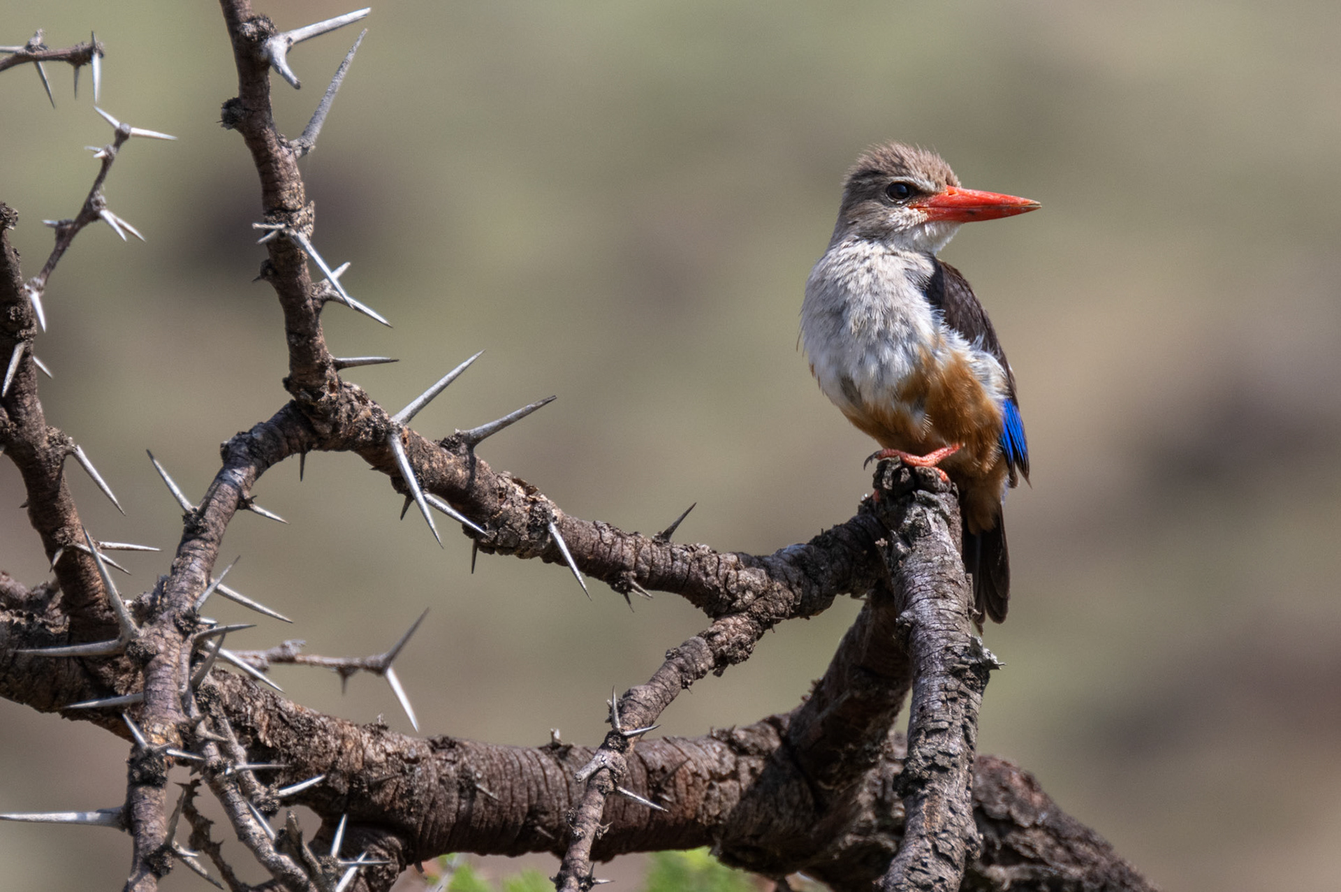 Grey-headed Kingfisher