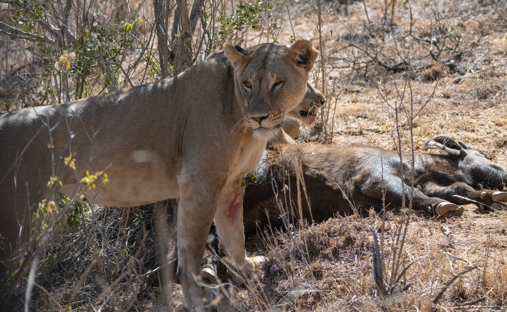 Lions, Buffalo, the hunt and kill