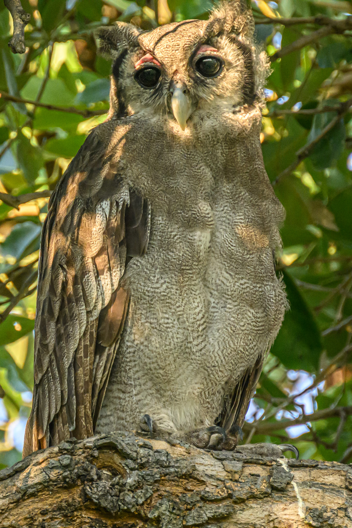 Verreaux Eagle Owl