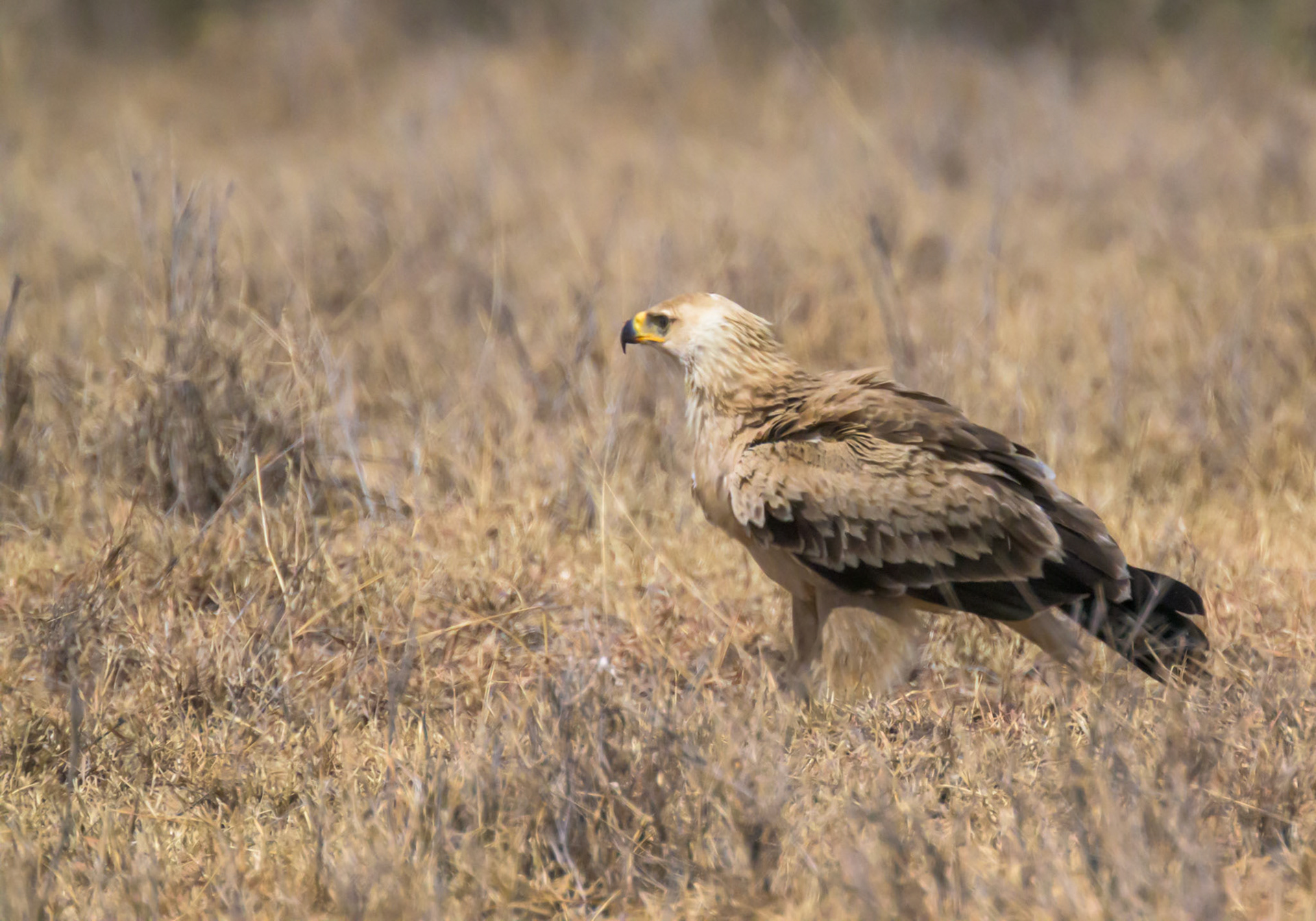 Tawny Eagle  Immature