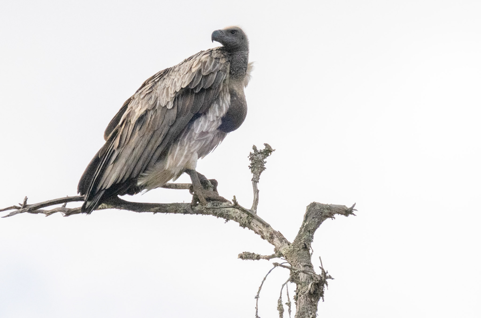 White Backed Vulture