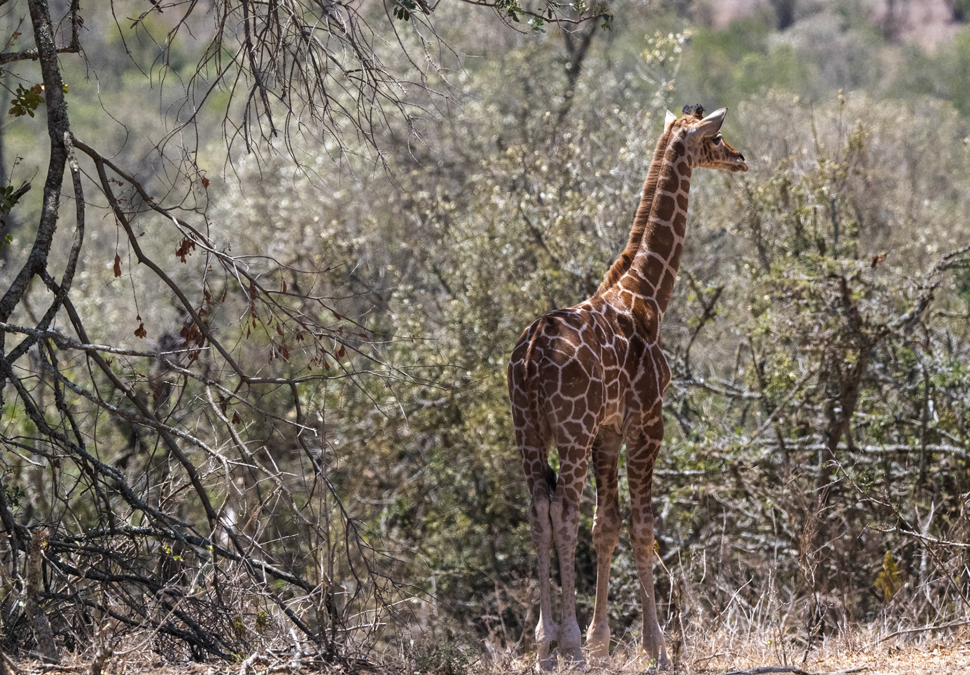 Reticulated Giraffe