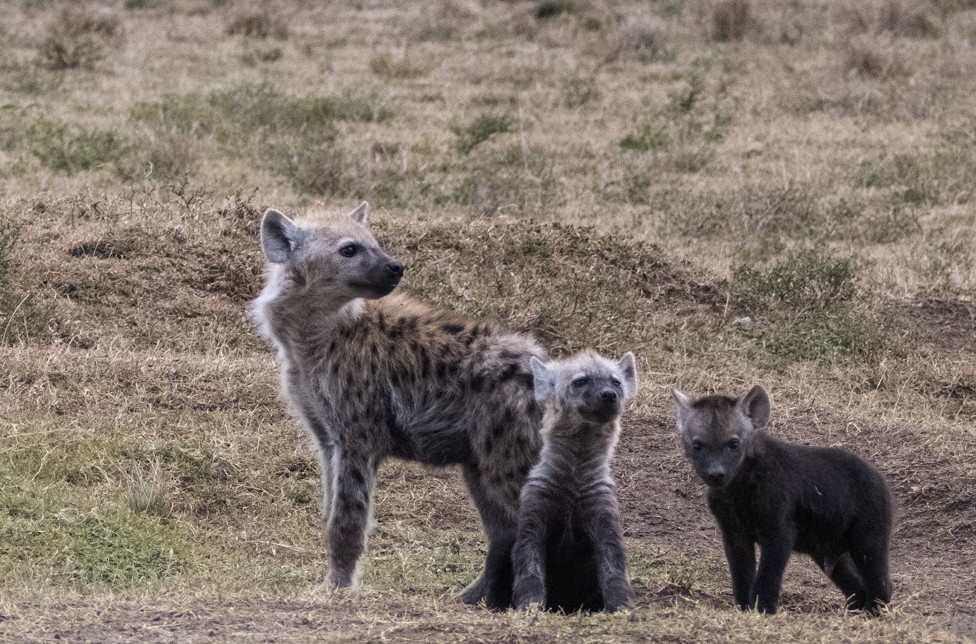 Hyenas