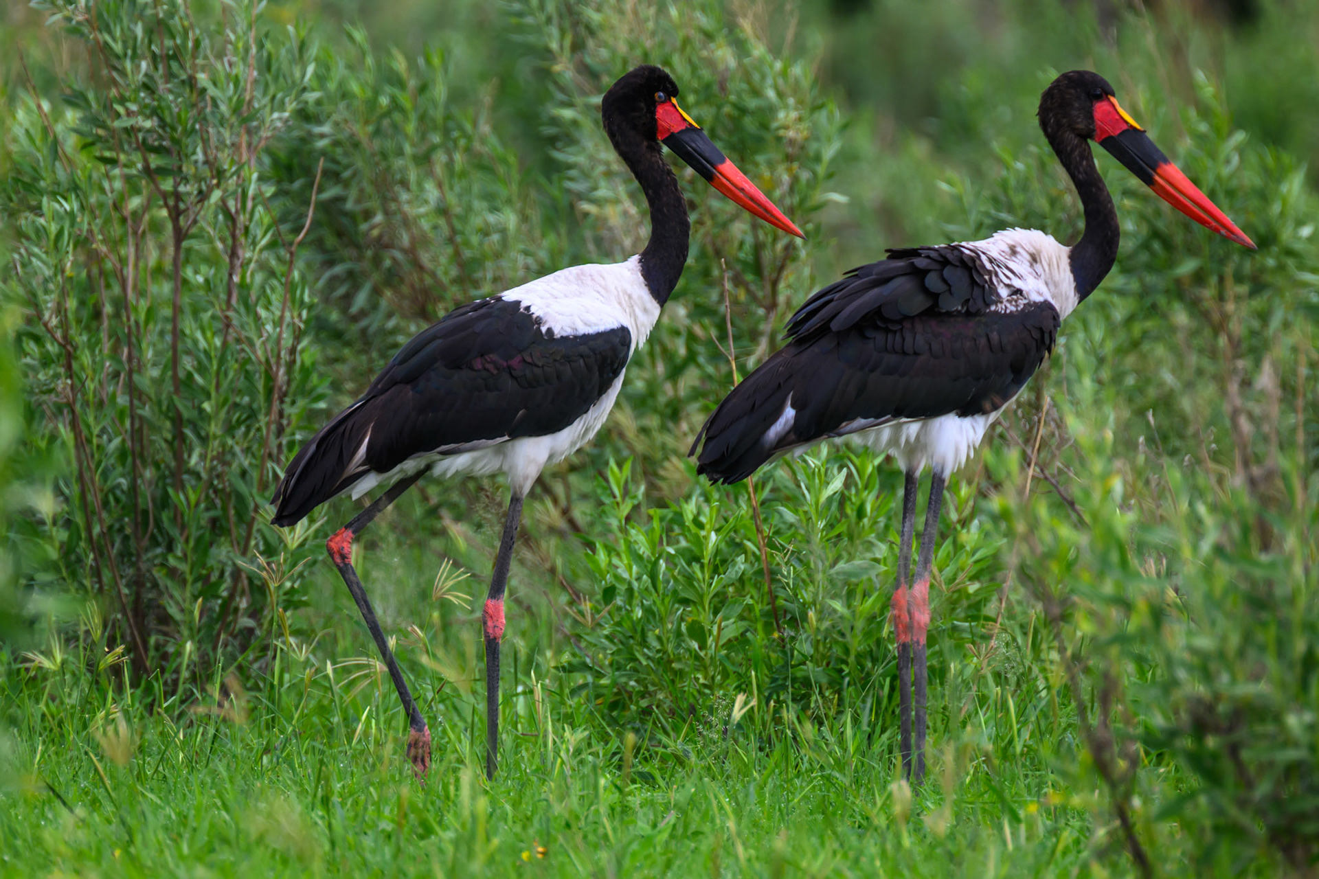 Saddle-billed Stork