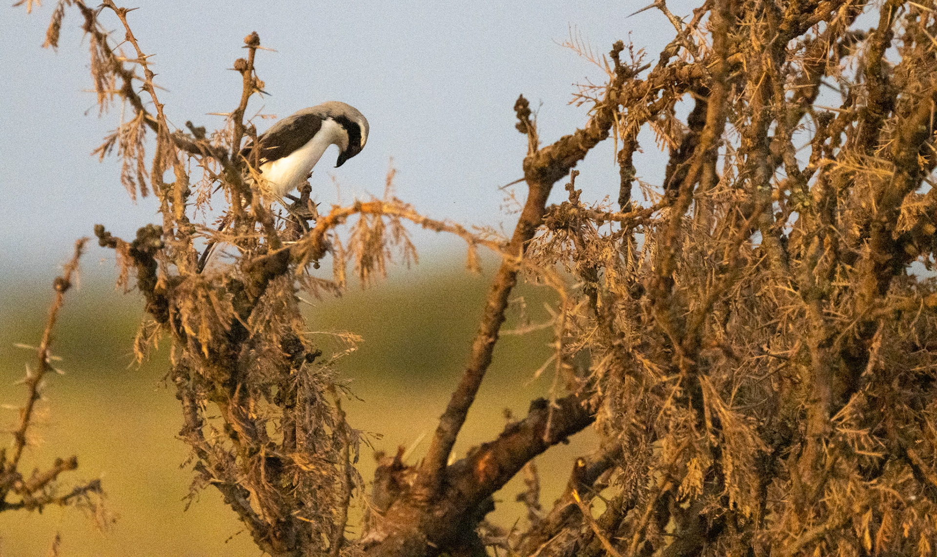 Grey-backed Fiscal