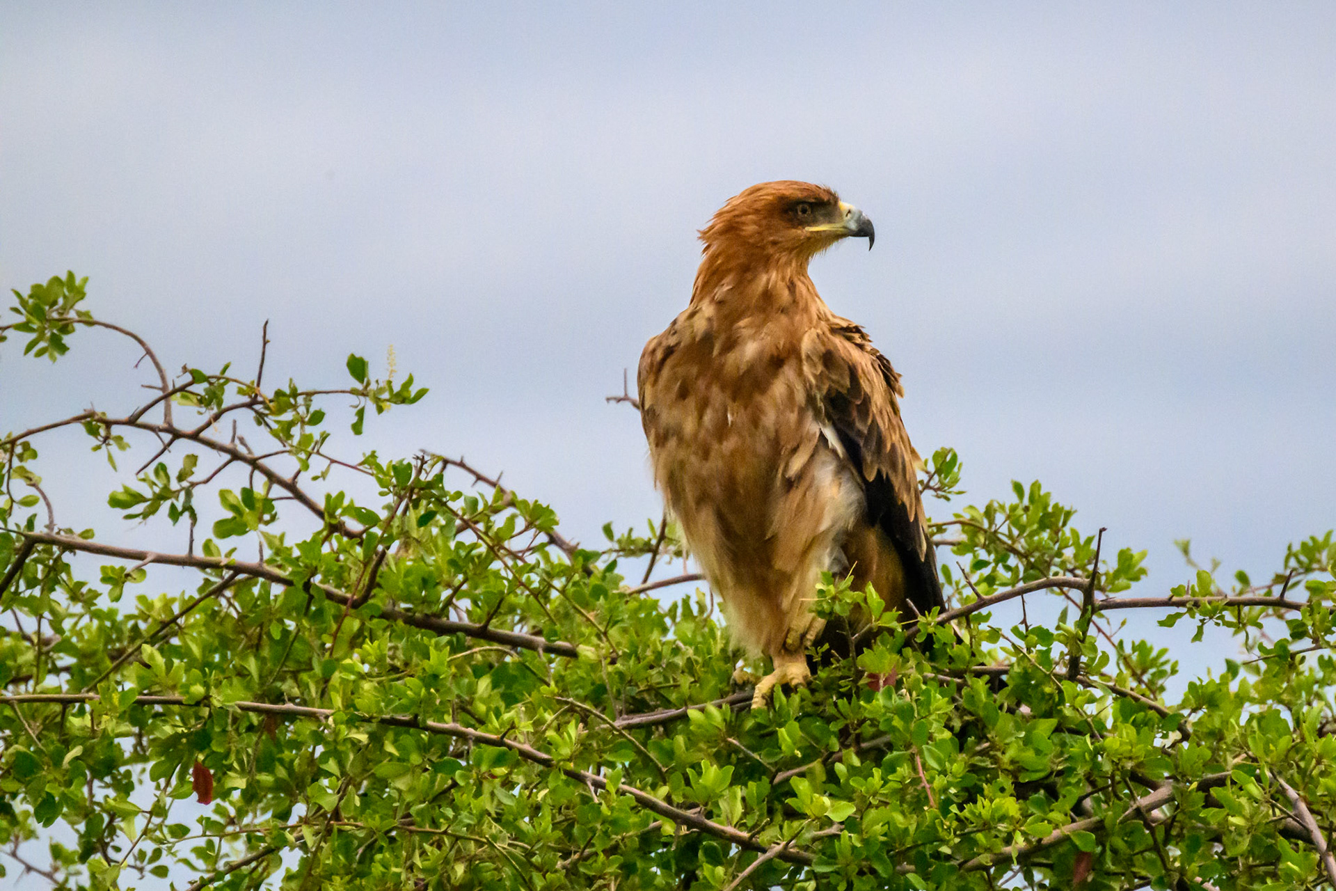Tawny Eagle