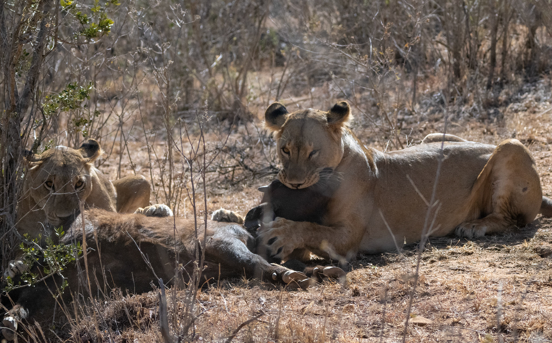 Lions, Buffalo, the hunt and kill