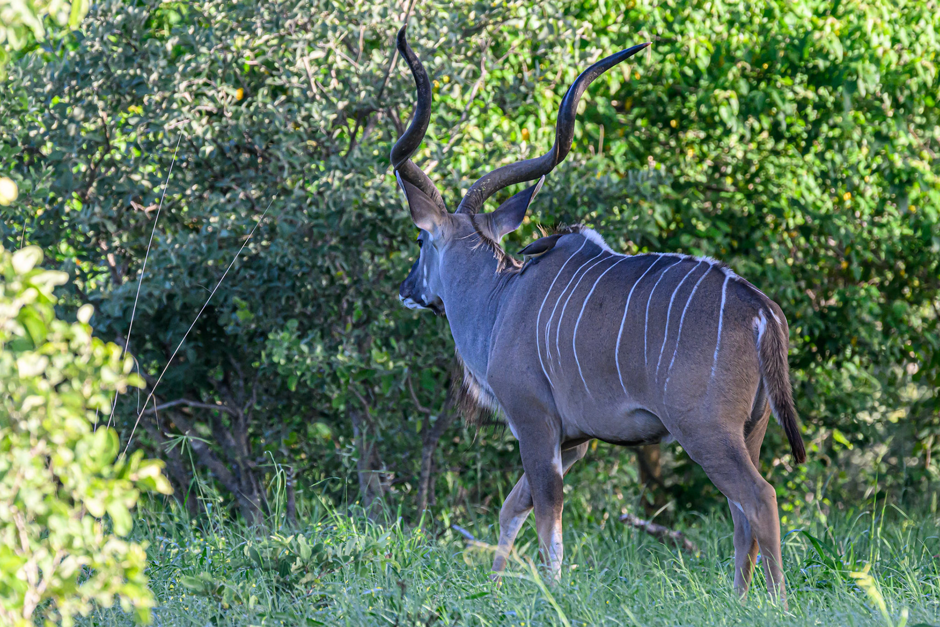 Greater Kudu