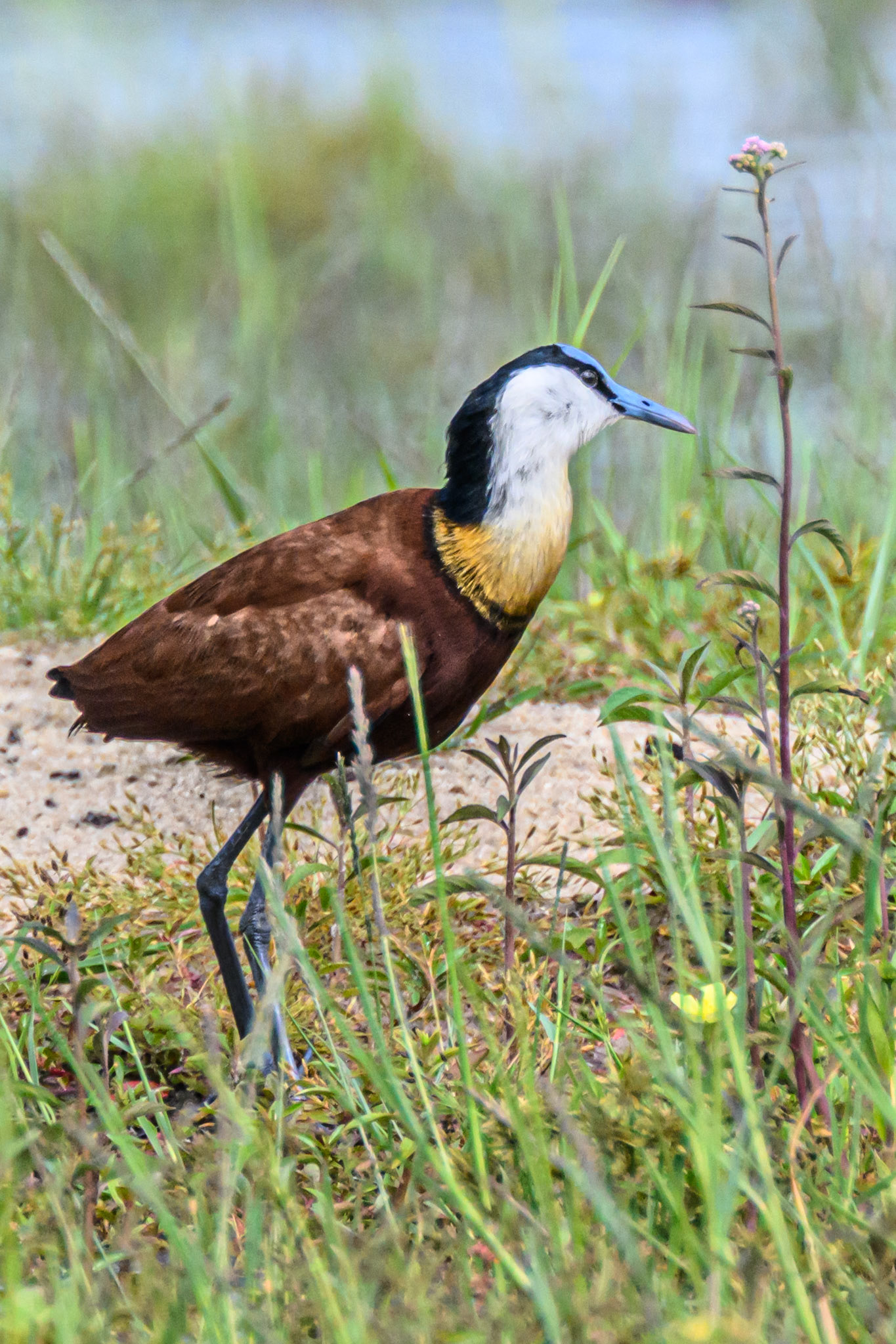 African Jacana