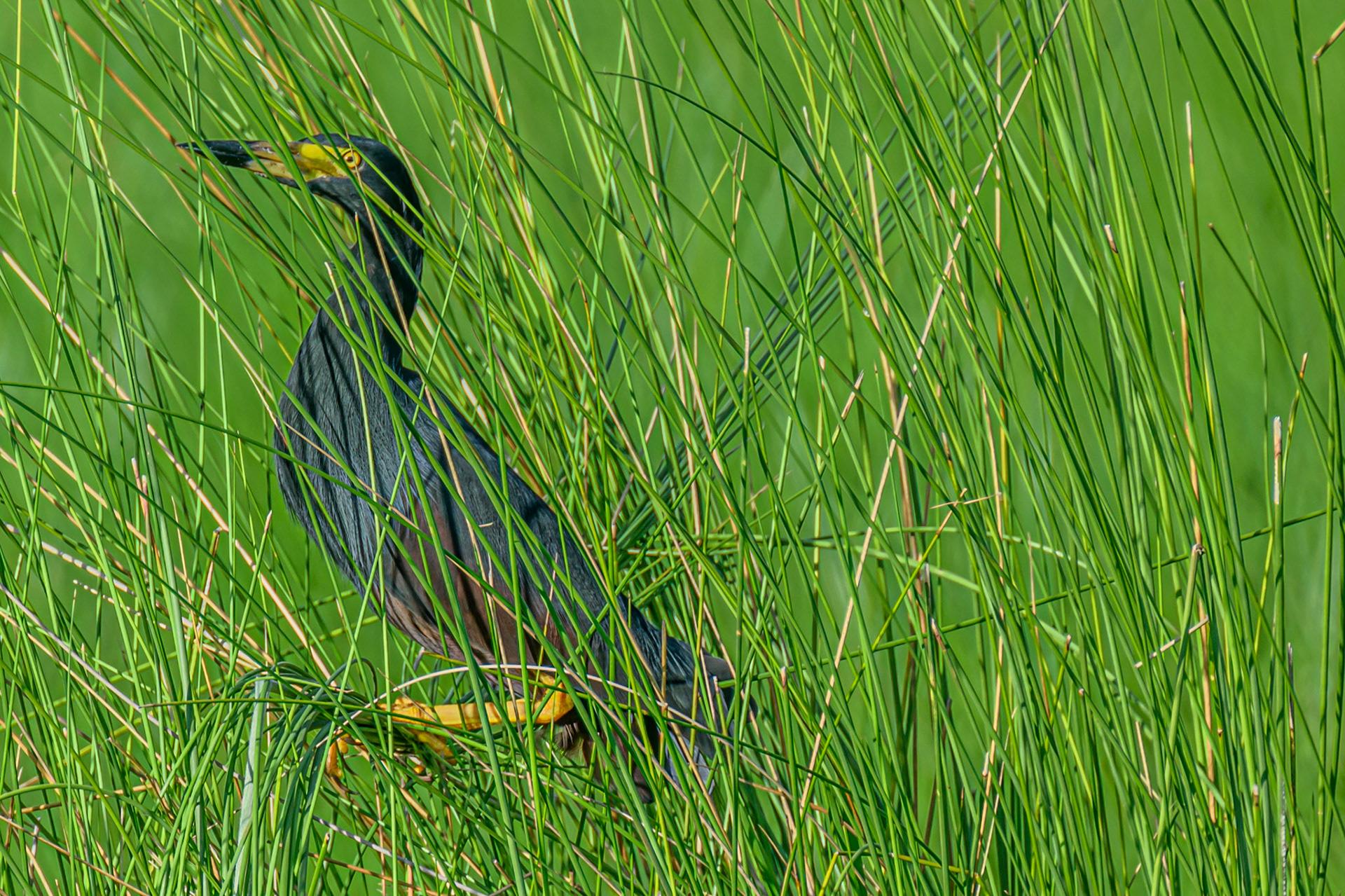 Rufous-bellied Heron