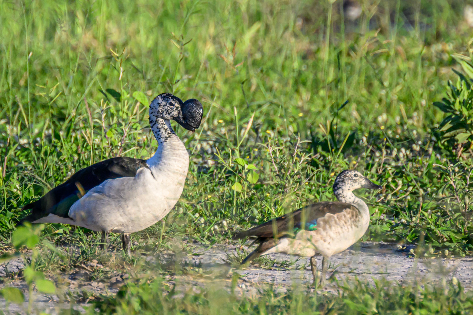 Knob-billed Duck. (M & F)