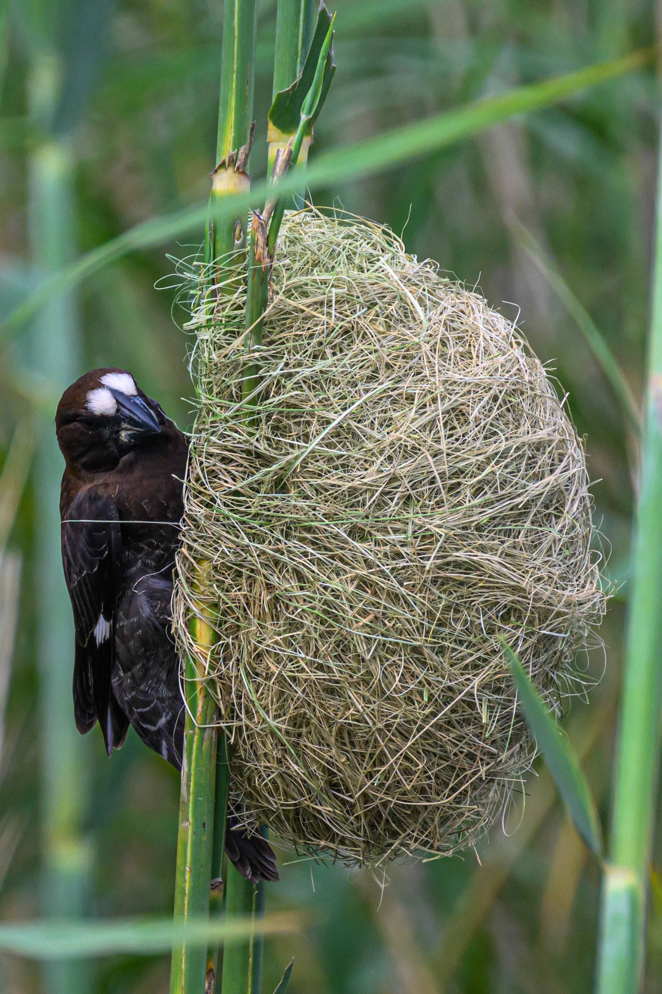 Thick-billed Weaver