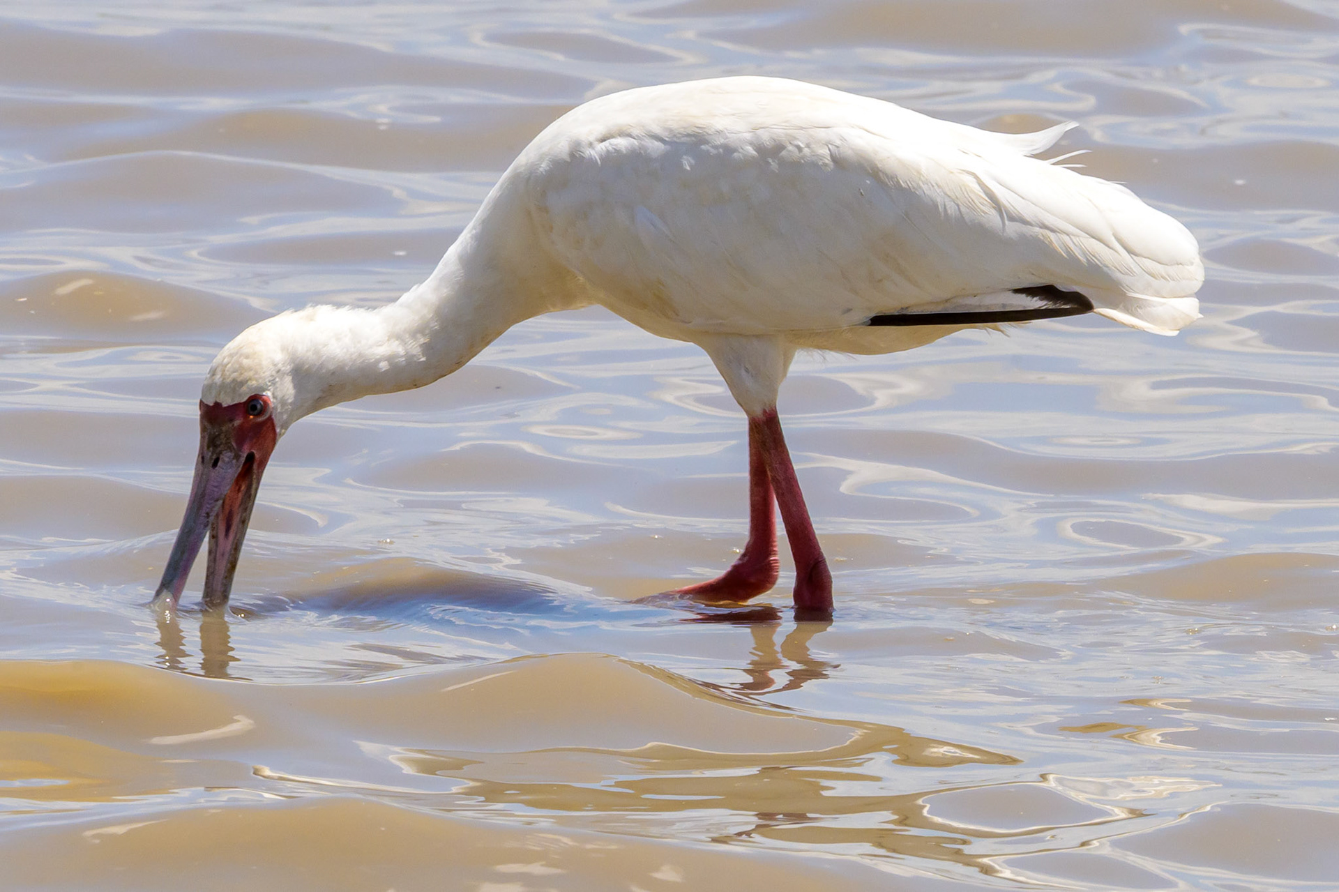 Spoonbill