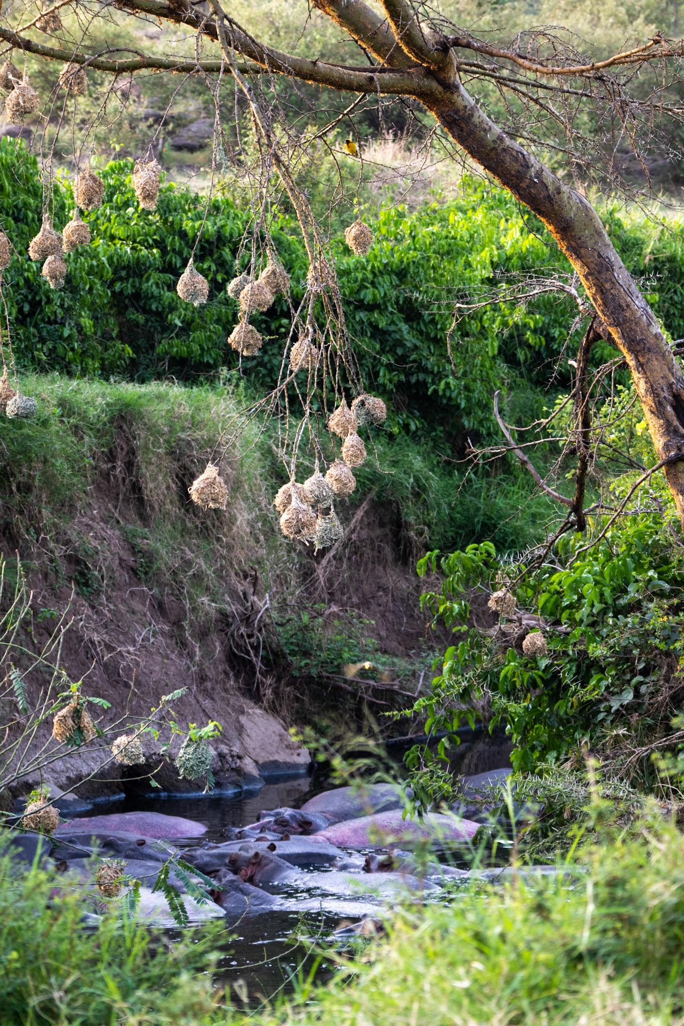 Weaver Nests &amp; Hippos